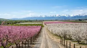 The Fresno County Blossom Trail